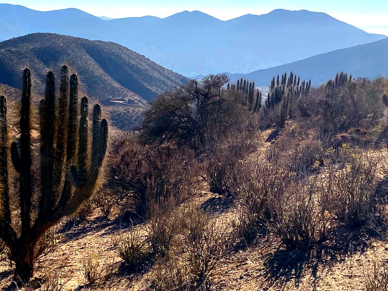 Vista real desde las parcelas hacia el Valle del Elqui